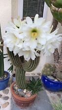 Rare columnar cactus for sale  PENZANCE