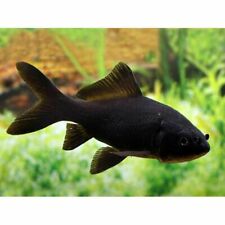 large comet goldfish for sale  Oroville