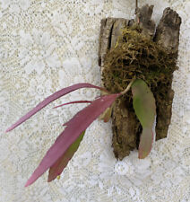 MOUNTED Disocactus ramulosus Mistletoe CACTUS plant  terrarium ORCHID campanion for sale  Lake Benton