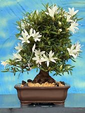 Joe bonsai shohin for sale  Shipping to Ireland