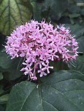 mexican hydrangea for sale  Daphne