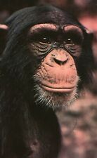 Postcard chimpanzee never for sale  BRIDLINGTON