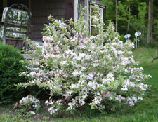 Weigela variegata for sale  New Matamoras