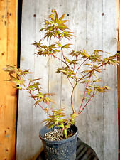 Pre bonsai japanischer gebraucht kaufen  Würzburg