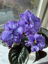 African violet blue for sale  Dallas