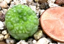 Succulent plant pseudolithos for sale  Shipping to United Kingdom