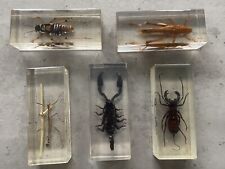 Set large insect for sale  OLDHAM