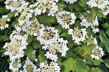 Viburnum hardy hedging for sale  IPSWICH