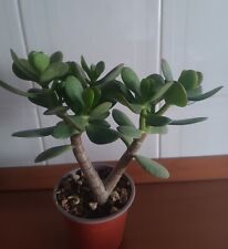 Crassula ovata albero usato  Lentini