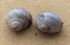 Pair sea shell for sale  Shipping to Ireland