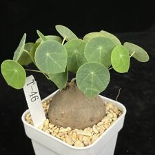 4cm 1pcs cactus for sale  Shipping to Ireland