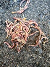 composting wiggler red worms for sale  Corpus Christi