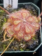 Carnivorous plant seeds for sale  Oklahoma City