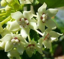 Hoya australis vine for sale  Homestead