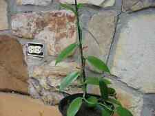 Vanilla planifolia long for sale  Morristown