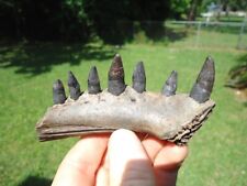 alligator teeth for sale  Tallahassee