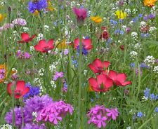 Samen blumenwiese blütenteppi gebraucht kaufen  Elsdorf