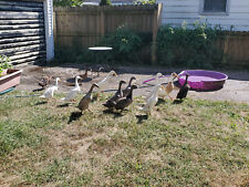 Fertile runner duck for sale  Indianapolis