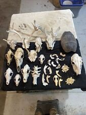 real animal skulls for sale  Ellis