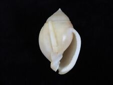 Sea shell Semicassis craticulata 62.3mm ID#7245 for sale  Shipping to South Africa