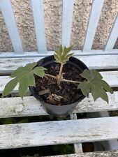 Tetrapanax papyrifer chinese for sale  COLWYN BAY