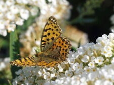 Schmetterligsstrauch sommerfli gebraucht kaufen  Pinneberg