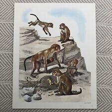 Monkeys teaching picture for sale  Highland