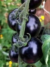 Tomate black tomato gebraucht kaufen  Muldestausee