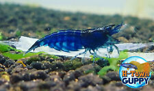 20+2  Ultra Blue Dream - Freshwater Neocaridina Aquarium Shrimp. Live Guarantee for sale  Katy
