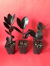 Black plant 2.5 for sale  Miami