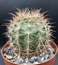 Vaso ferocactus alamusanus usato  Foligno