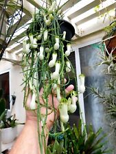 Used,  CEROPEGIA AMPLIATA or CONDOM FLOWER  FLORAL EXPLOSION  for sale  Shipping to South Africa