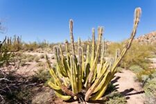 Lophocereus schottii 50 Seeds - Senita Cactus for sale  Shipping to South Africa
