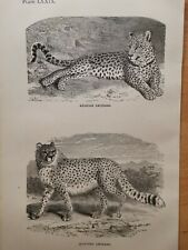 1860 leopard riginal gebraucht kaufen  Bad Nauheim