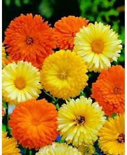Herb marigold seeds for sale  Winston Salem