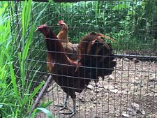 Redquill gamefowl hatching for sale  Stephenville