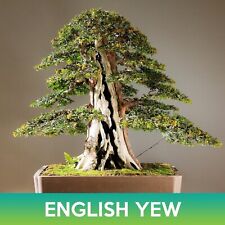 English yew tree for sale  Union City