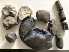 Fossilien steine ammoniten gebraucht kaufen  Boye,-Hehlen,-Altenhagen