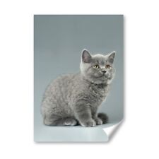 Blue british kitten for sale  SELBY