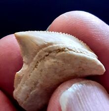 Shark tooth squalicorax d'occasion  Expédié en Belgium