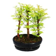 Utdoor bonsai metasequoia gebraucht kaufen  Zweibrücken