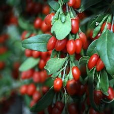 Organic goji berry for sale  Mooresville