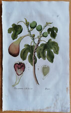 Fig Ficus communis - Large Botanical Print Knorr Thesaurus - 1789, used for sale  Shipping to South Africa