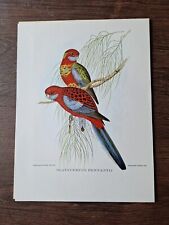 Vintage tropical bird for sale  DERBY