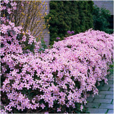 Clematis montana pink for sale  LINCOLN