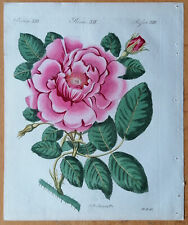 Rose rosa damaskus gebraucht kaufen  Neuendettelsau