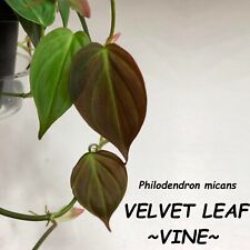 Velvet leaf philo d'occasion  Expédié en Belgium