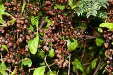 Henna seeds lawsonia for sale  WALLASEY