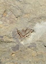 Trilobit harz sammlung gebraucht kaufen  Gifhorn