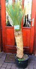 Yucca rostrata mexico for sale  Shipping to Ireland